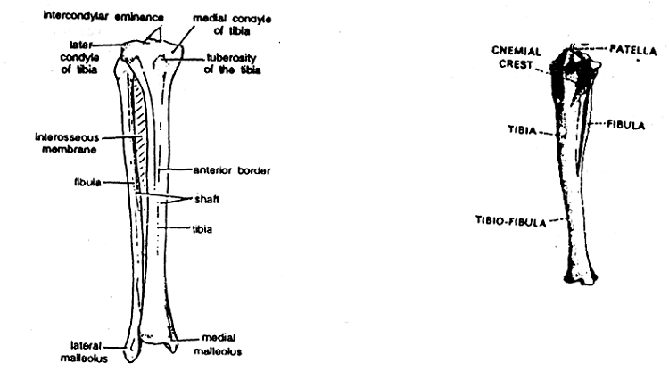 72_tibia fibula.png